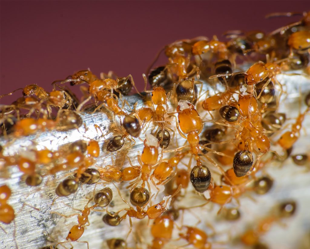 Pharaoh Ants Exterminators London Ontario