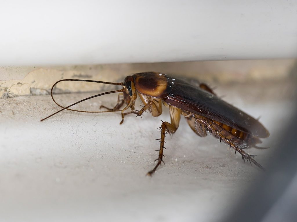 The American Cockroach London, Ontario