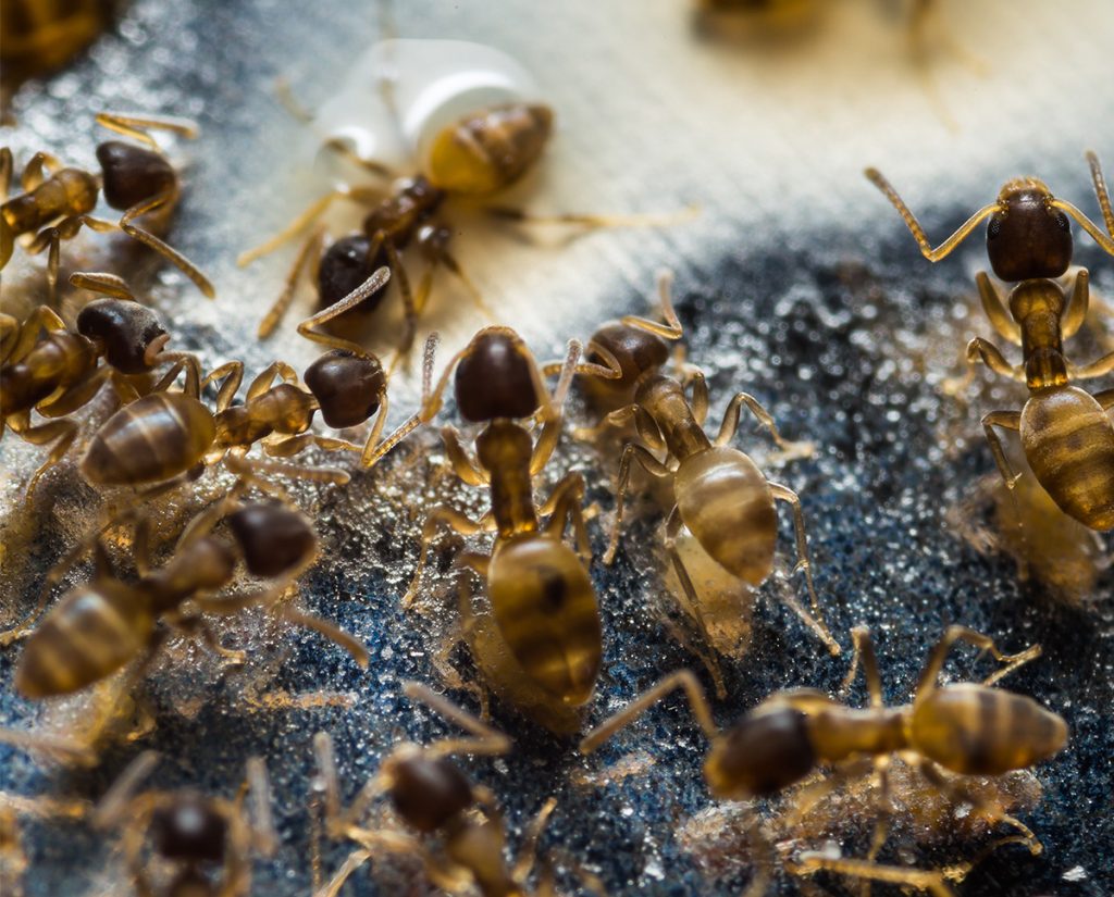 Thief Ants Exterminators London Ontario