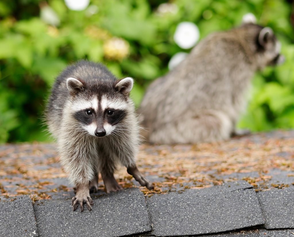 Racoon Removal London Ontario