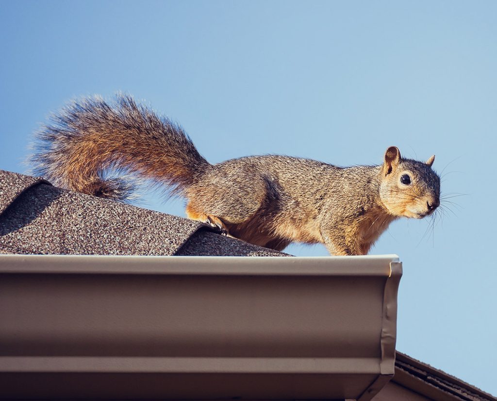 Squirrel Removal London Ontario