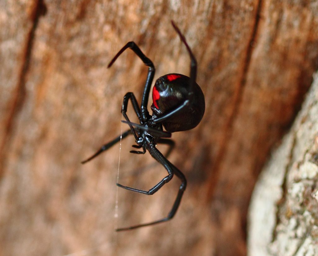 Black Widow Spiders Extermination Services In London Ontario