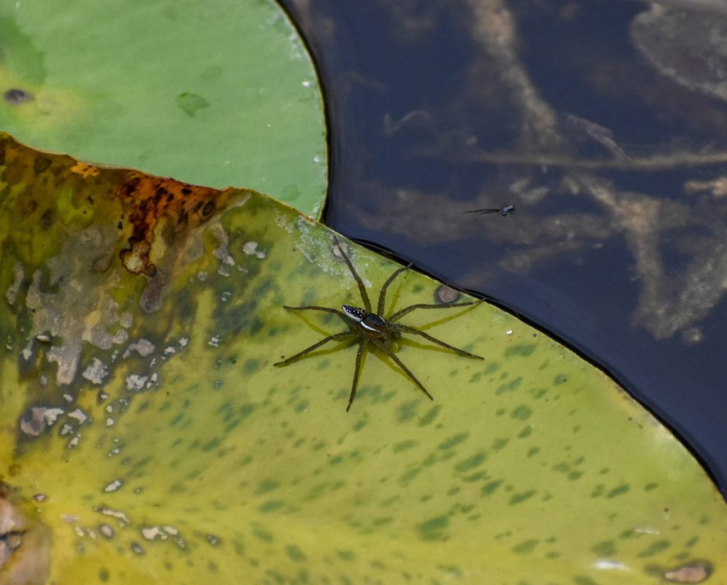 Fishing Spiders Extermination Services In London Ontario